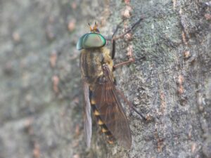 写真引用:ご近所の小さな生き物たち